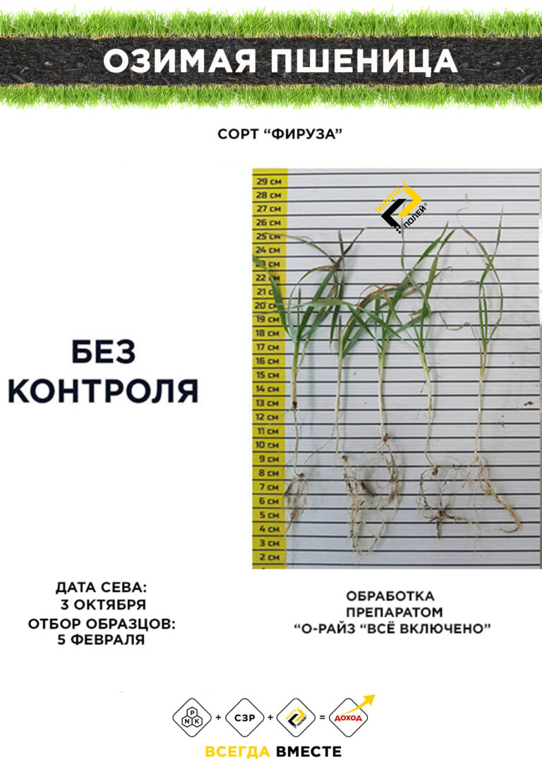 Озимая Фирюза Золото Полей